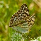 Kaisermantel, verdunkelte Weibchenform (Argynnis paphia f, valesina)