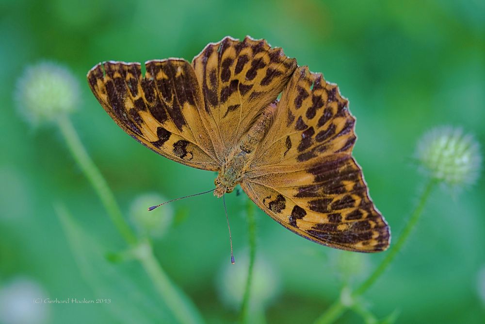 Kaisermantel (W) Argynnis paphia f. valesina (Esper) (Mutation ?)