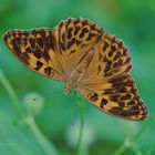 Kaisermantel (W) Argynnis paphia f. valesina (Esper) (Mutation ?)