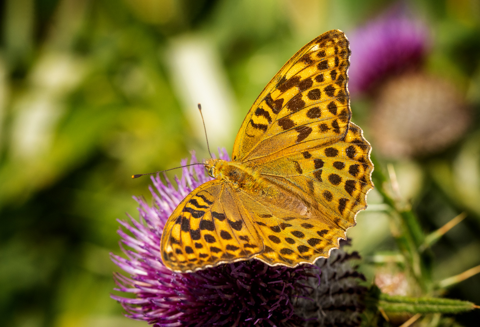 Kaisermantel (w) - Schmetterling des Jahres 2022