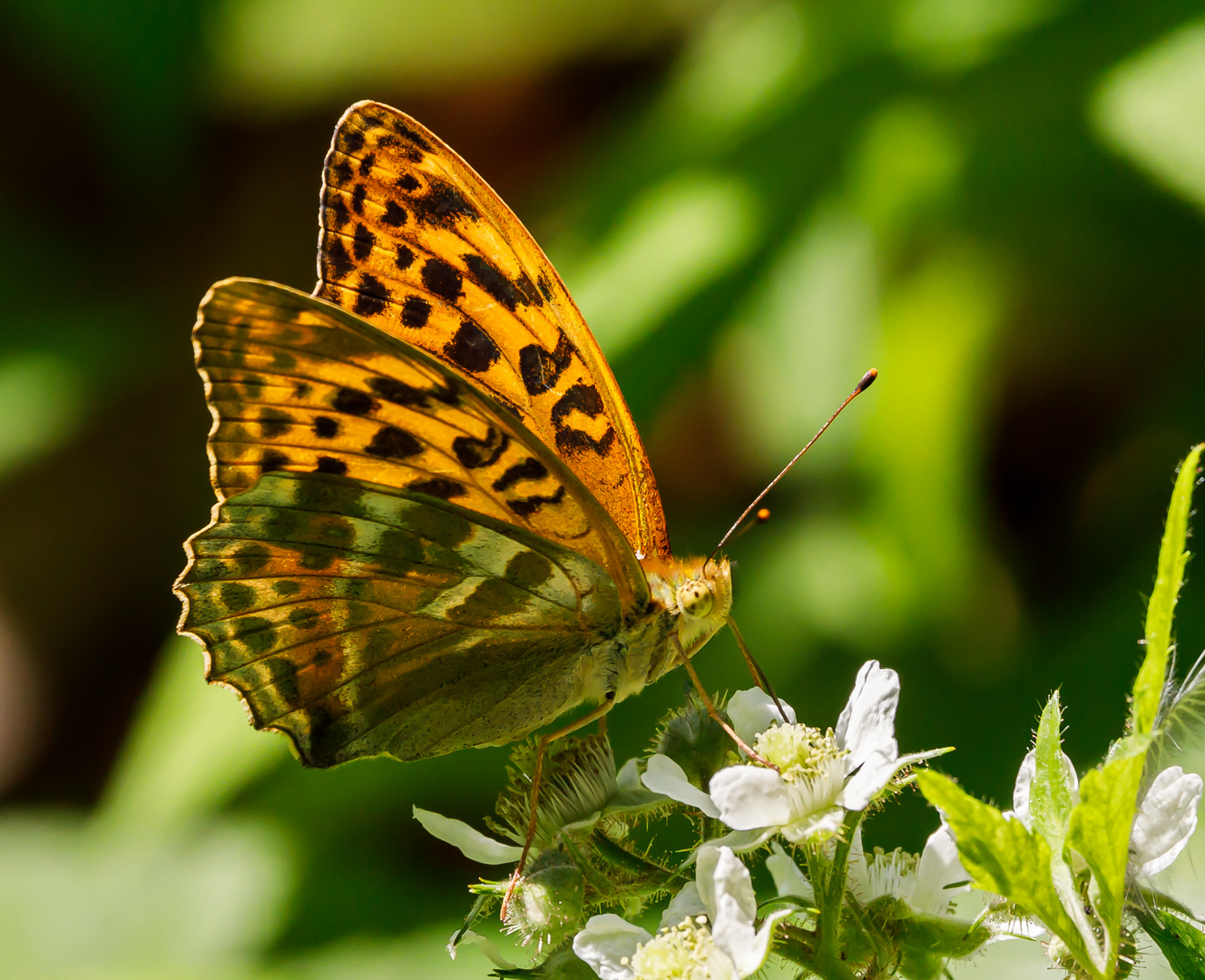 Kaisermantel-Weibchen (Argynnis paphia)