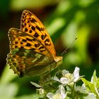 Kaisermantel-Weibchen (Argynnis paphia)