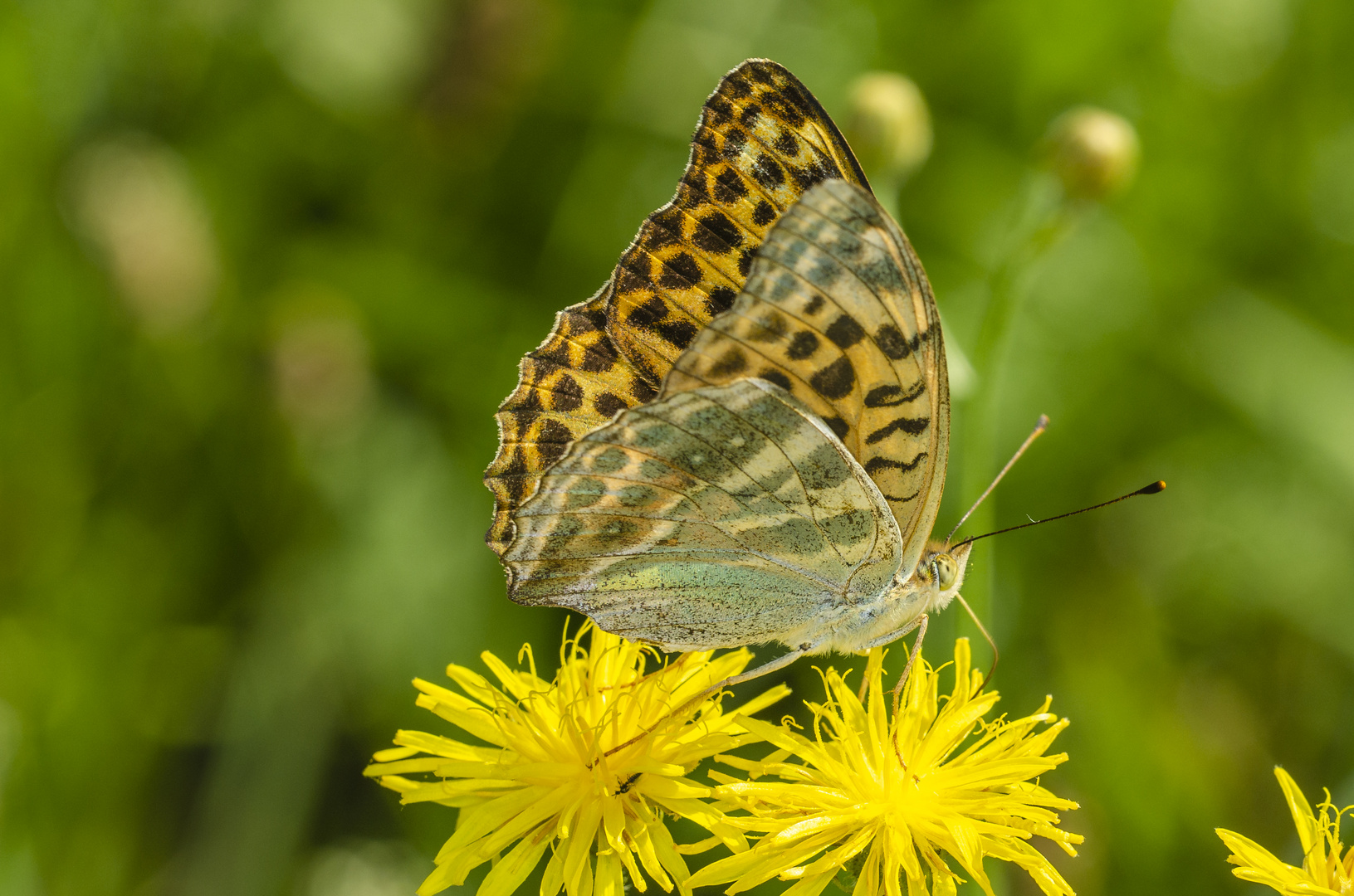 Kaisermantel, Weibchen (Argynnis paphia)