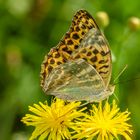 Kaisermantel, Weibchen (Argynnis paphia)