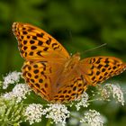 Kaisermantel-Weibchen (Argynnis paphia)