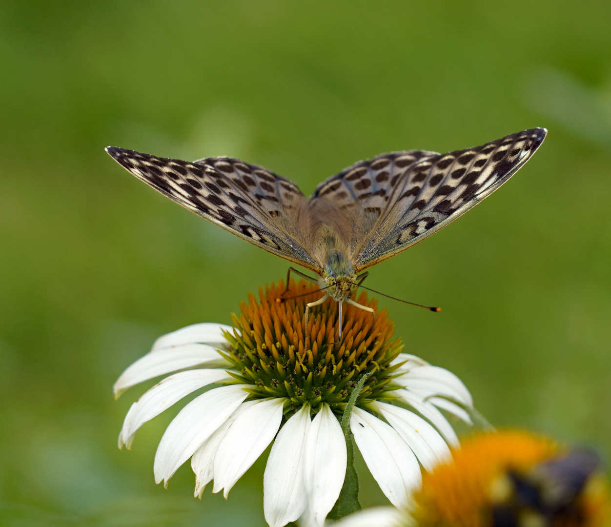 Kaisermantel-Weibchen in der grauen Varietät "valesina" lat. Argynnis paphia f. valesina 