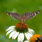 Kaisermantel-Weibchen in der grauen Varietät "valesina" lat. Argynnis paphia f. valesina 