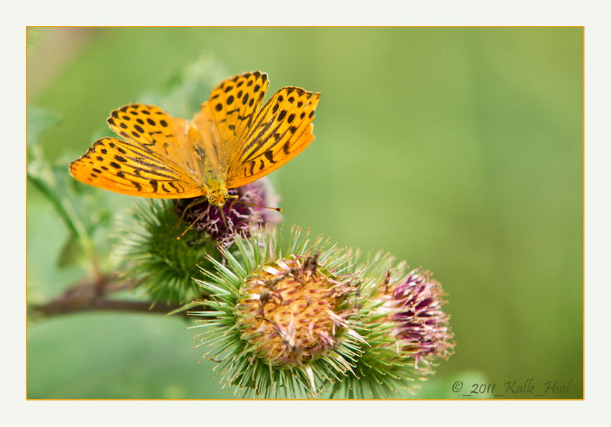 ...Kaisermantel...(Argynnis paphia)