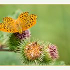 ...Kaisermantel...(Argynnis paphia)