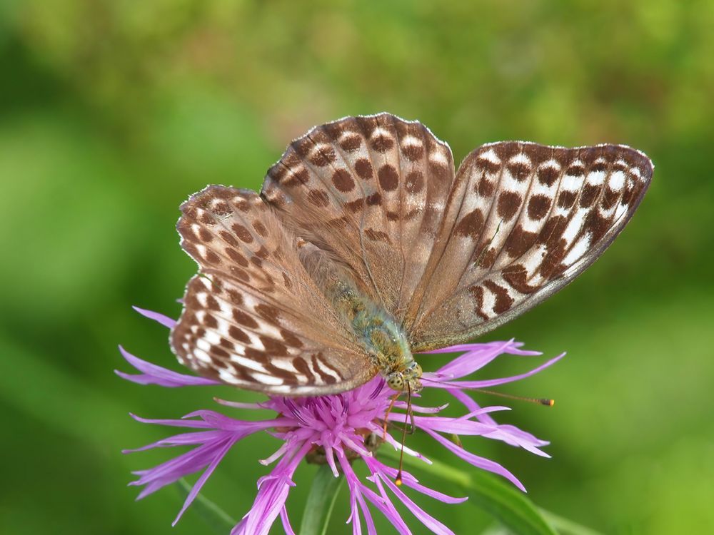 Kaisermantel,(Argynnis paphia f.valesina L.)