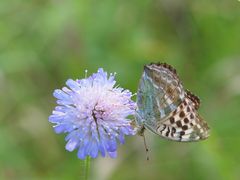 Kaisermantel,(Argynnis paphia f.valesina L.)