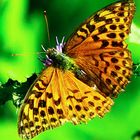 Kaisermantelweibchen (Argynnis paphia)