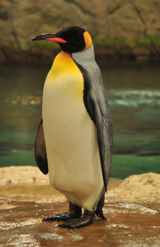 Kaiserpinguin