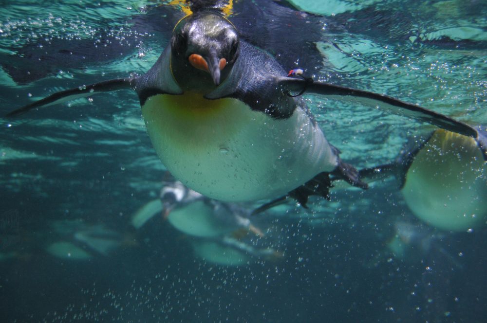 Entdecke die Magie von Kaiserpinguin Bilder: Verleihe deiner Kreativität Flügel!