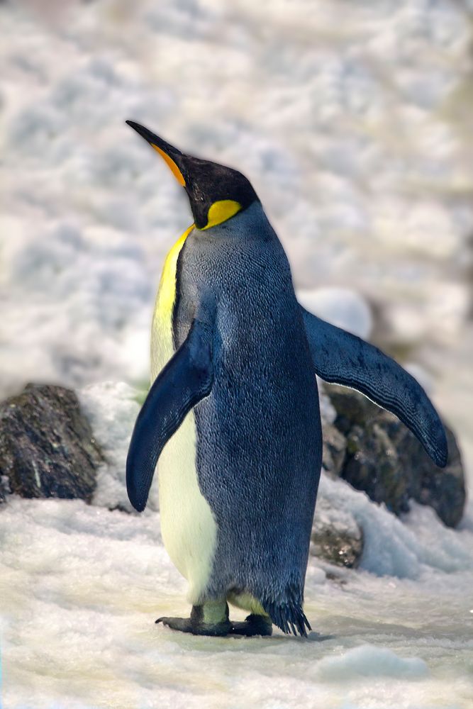 Kaiserpinguin Foto & Bild tiere, zoo, wildpark & falknerei, vögel