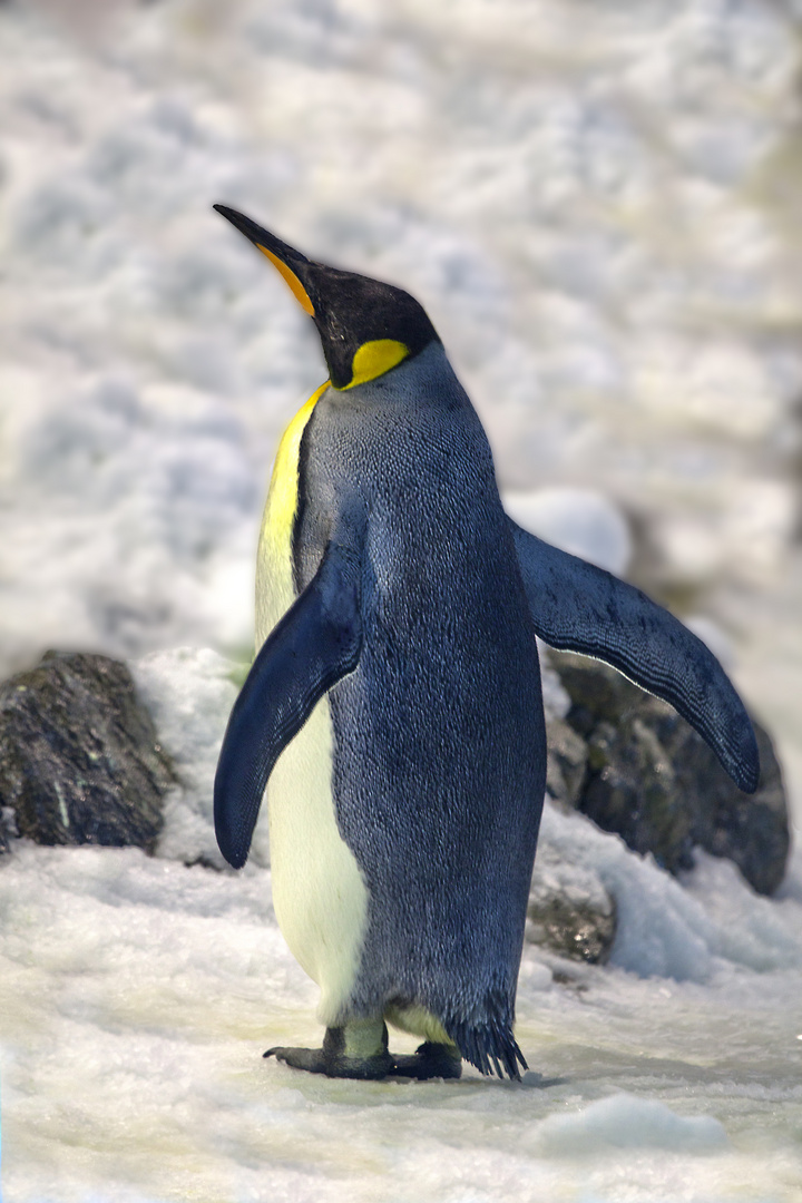 Entdecke die Magie von Kaiserpinguin Bilder: Verleihe deiner Kreativität Flügel!