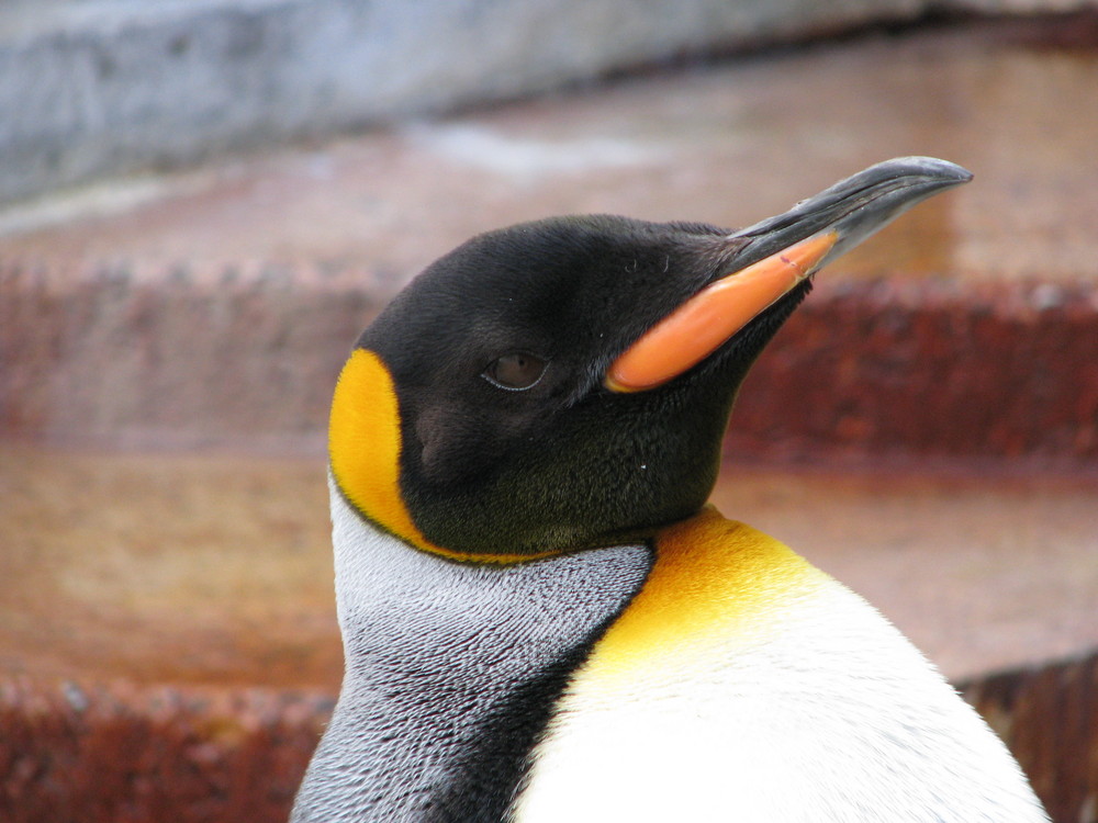 Kaiserpinguin Foto & Bild | tiere, zoo, wildpark & falknerei, vögel ...