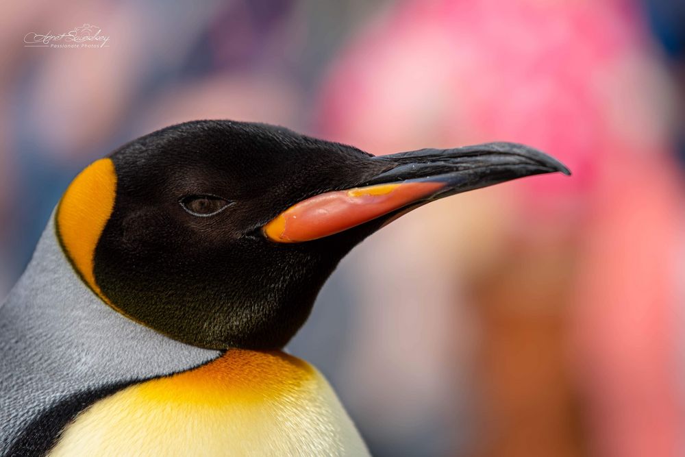 Entdecke die Magie von Kaiserpinguin Bilder: Verleihe deiner Kreativität Flügel!