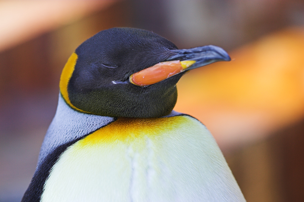 Entdecke die Magie von Kaiserpinguin Bilder: Verleihe deiner Kreativität Flügel!