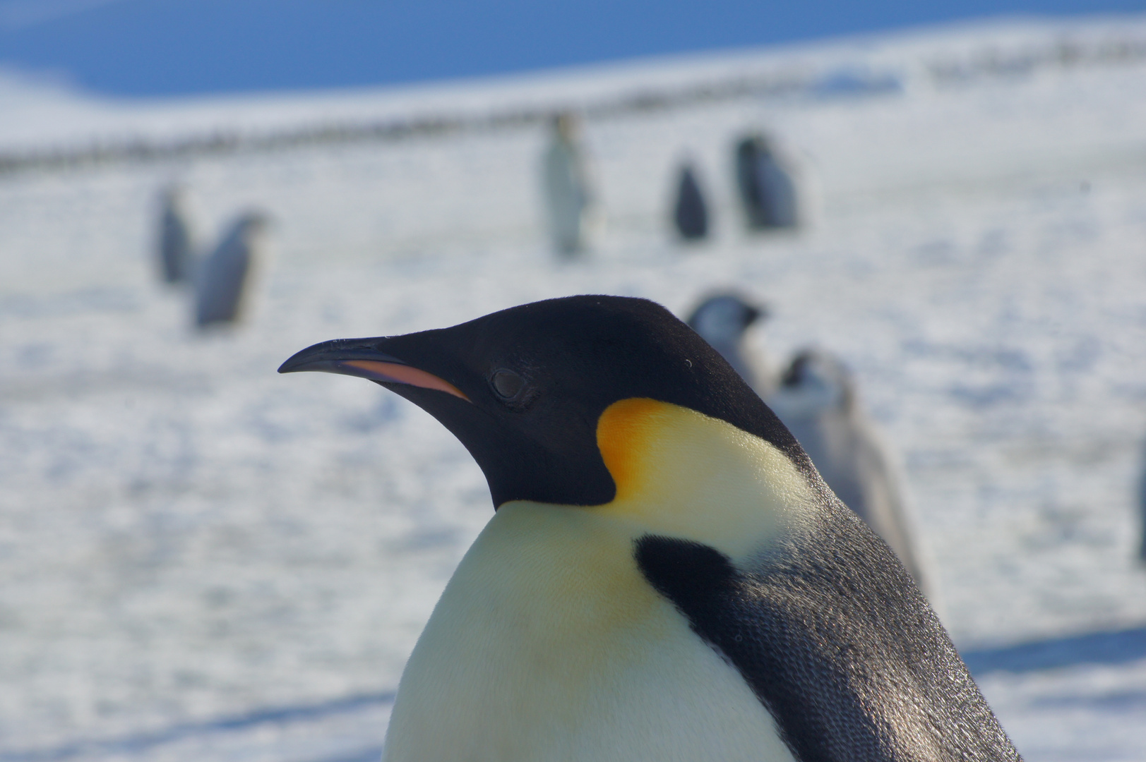 Entdecke die Magie von Kaiserpinguin Bilder: Verleihe deiner Kreativität Flügel!