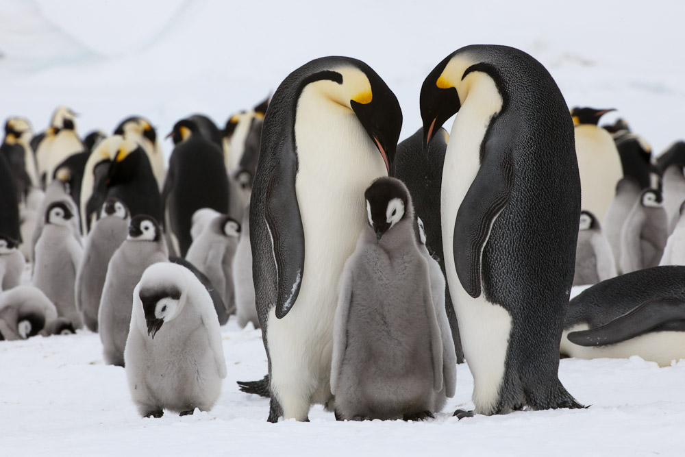 Entdecke die Magie von Kaiserpinguin Bilder: Verleihe deiner Kreativität Flügel!