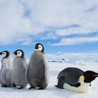 Kaiserpinguin mit Küken, Emperor penguin with chicks, Antarctic