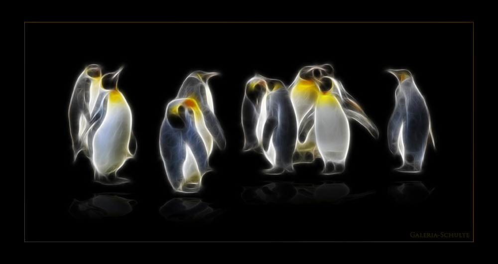 Kaiserpinguine