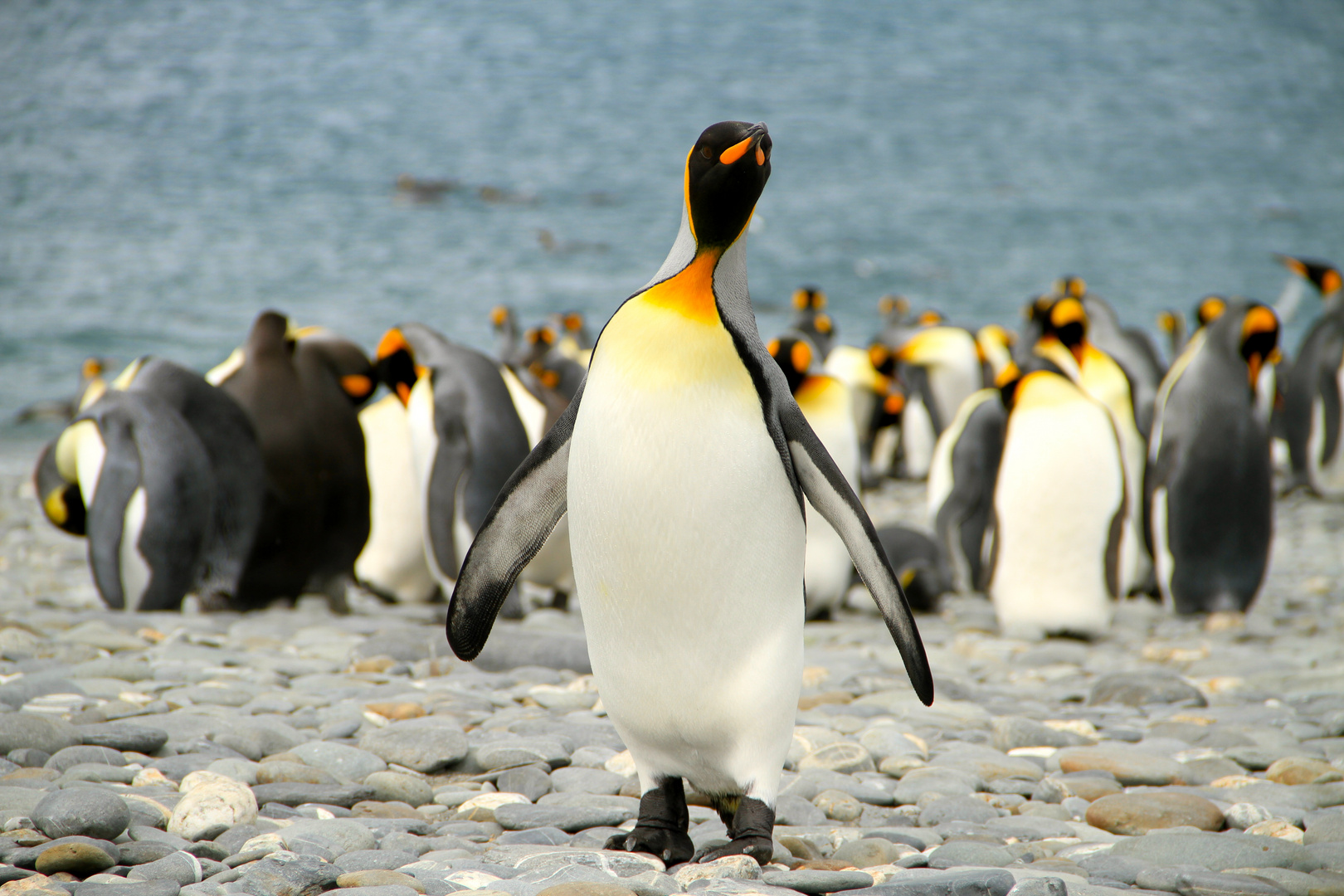 Kaiserpinguine