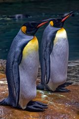 Kaiserpinguine