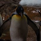 Kaiserpinguine