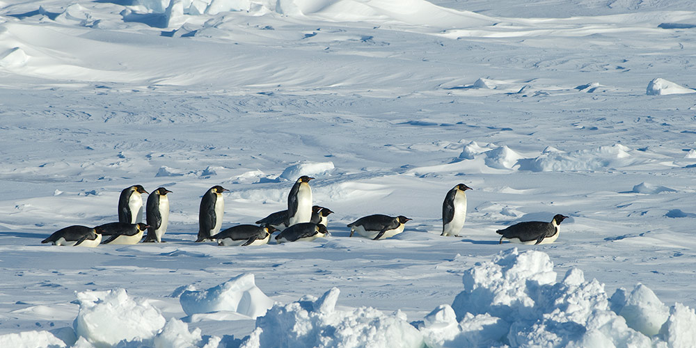 Kaiserpinguine Snow Hill