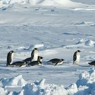 Kaiserpinguine Snow Hill