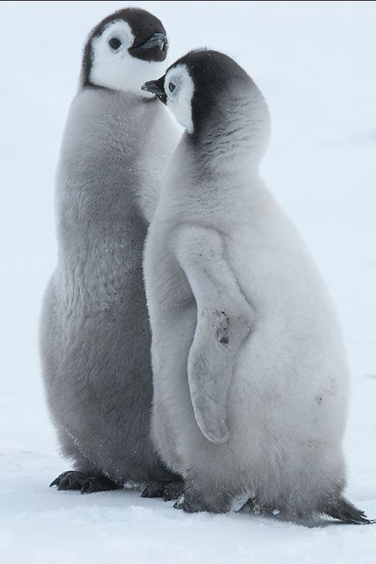 Kaiserpinguine Snow Hill