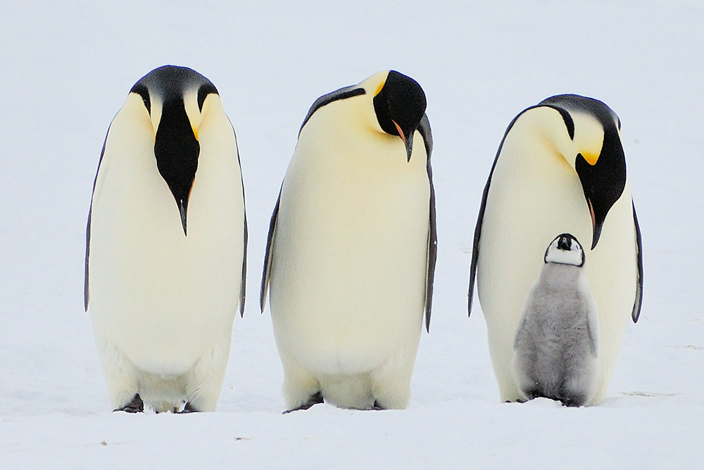 Kaiserpinguine Snow Hill Island