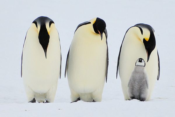 Kaiserpinguine Snow Hill Island