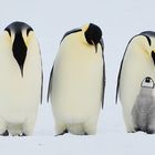 Kaiserpinguine Snow Hill Island