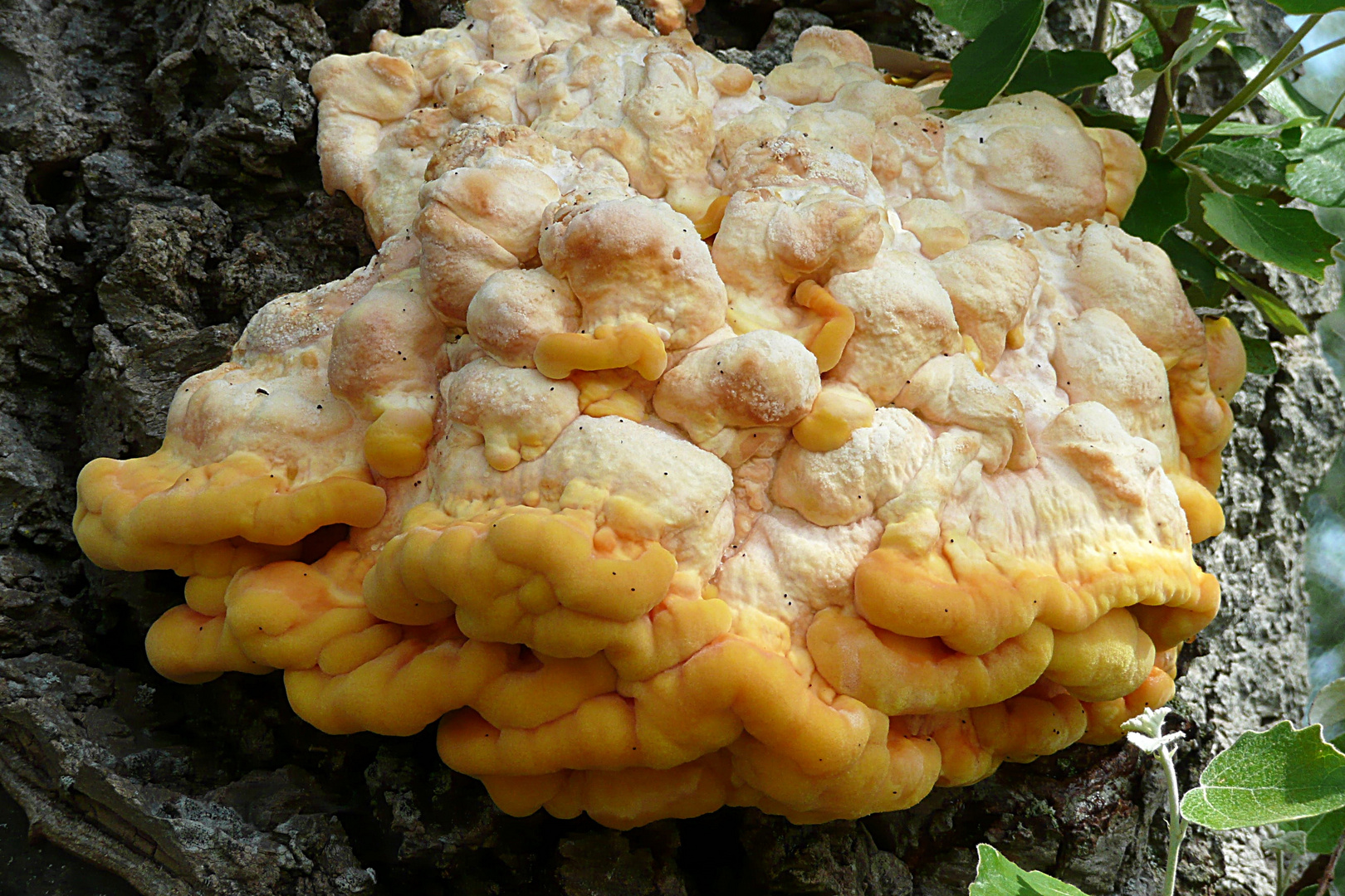 Kaiserschmarren der Natur