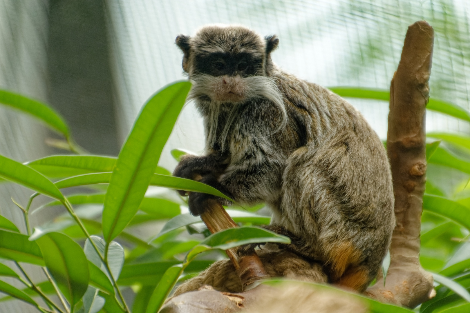  Kaiserschnurrbart-Tamarin