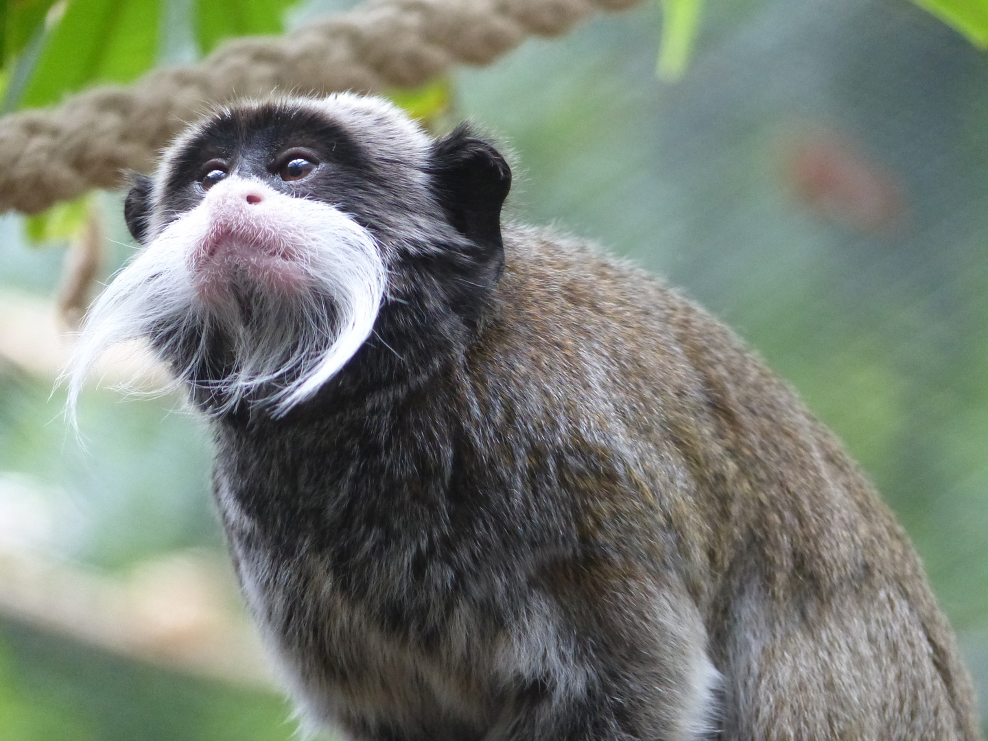 - Kaiserschnurrbarttamarin - Foto & Bild | tiere, zoo, wildpark & falknerei, säugetiere Bilder ...