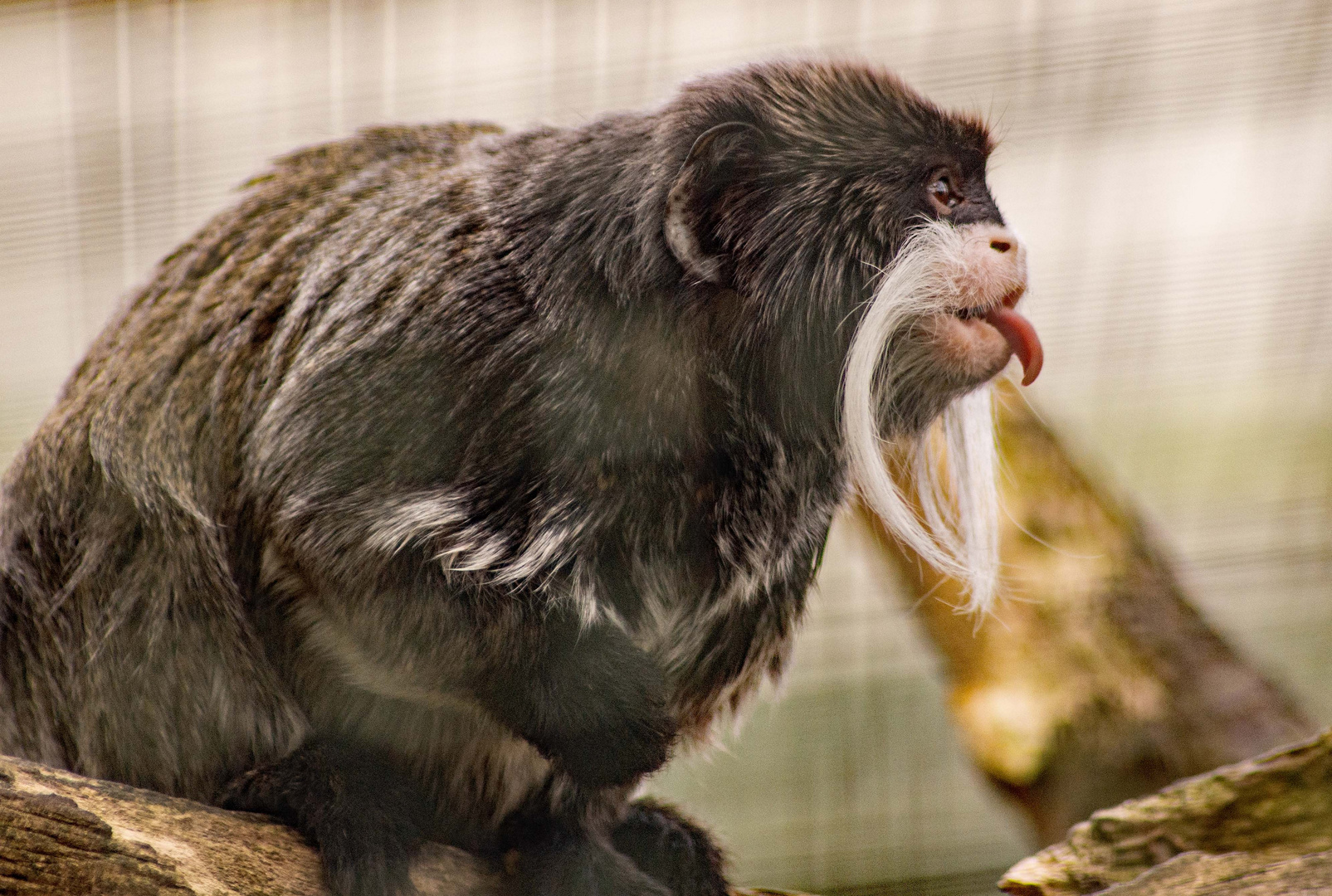 Kaiserschnurrbarttamarin Foto & Bild | tiere, zoo, wildpark & falknerei, zoofotos Bilder auf ...