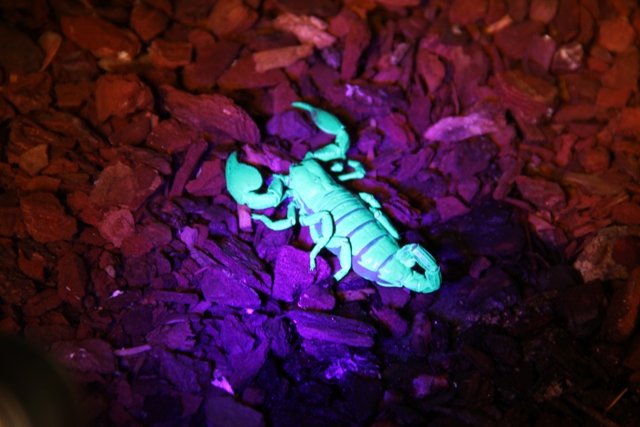 Kaiserskorpion unter UV Licht