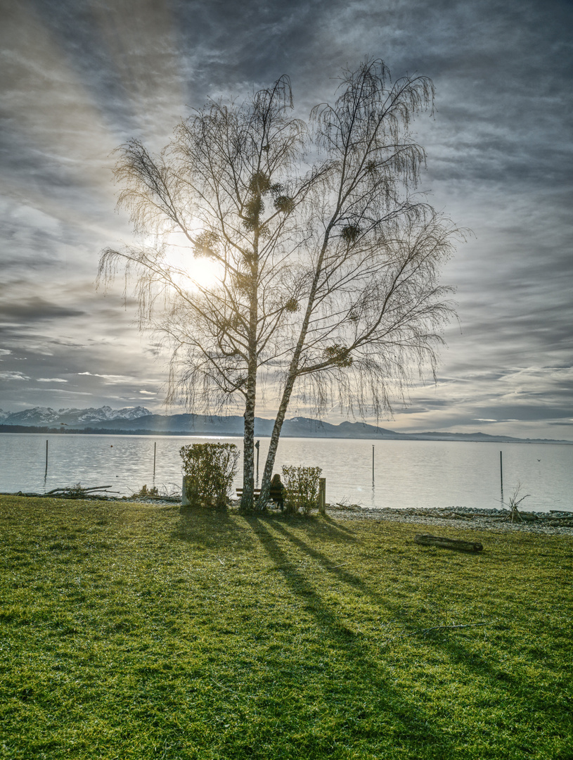 Kaiserstrand - Birke in Sonne