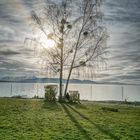 Kaiserstrand - Birke in Sonne