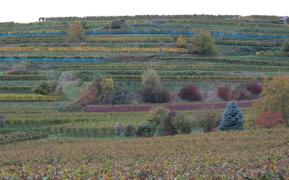 Kaiserstühle im Herbst