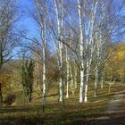 Kaiserstühler Impressionen