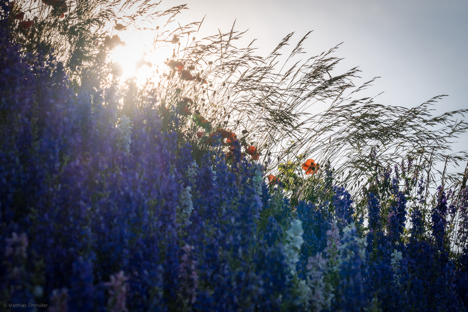 Kaiserstuhl 2021 in der (Mohnblumen)-Blütezeit