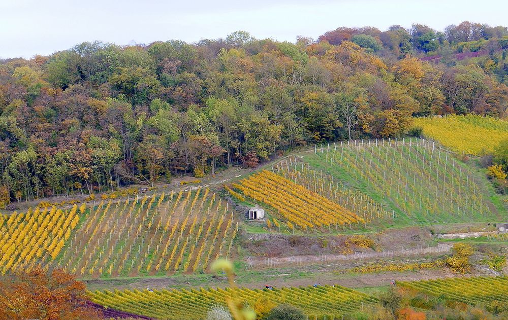 Kaiserstuhl