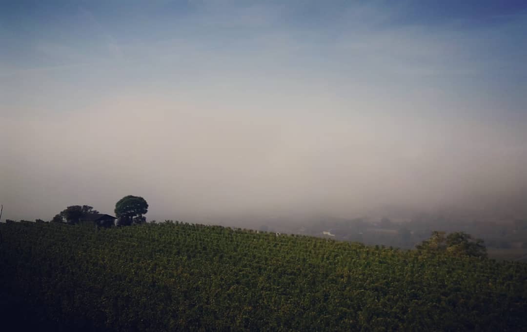 Kaiserstuhl im Nebel