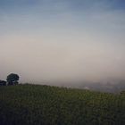 Kaiserstuhl im Nebel