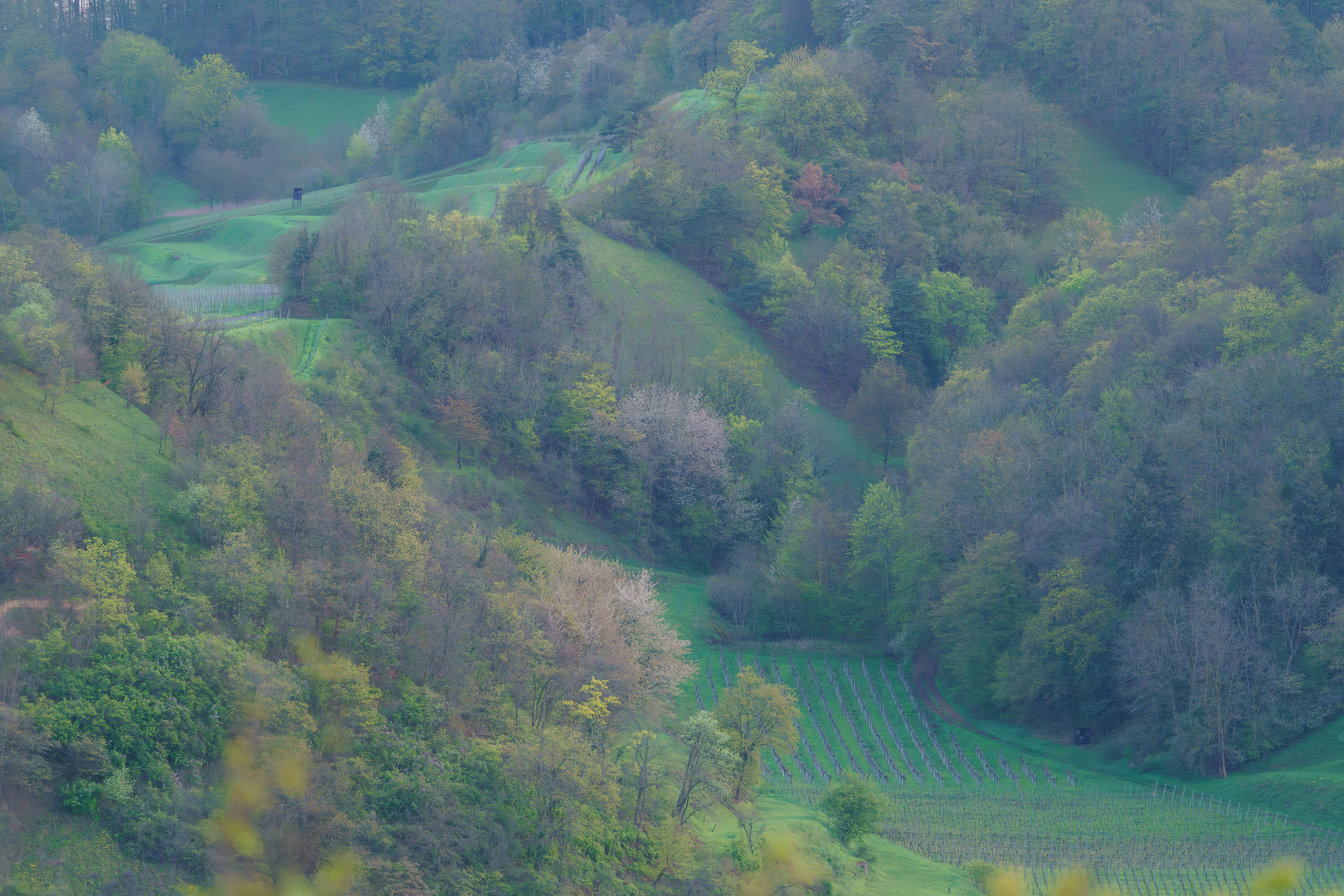 KAISERSTUHL LANDSCHAFT